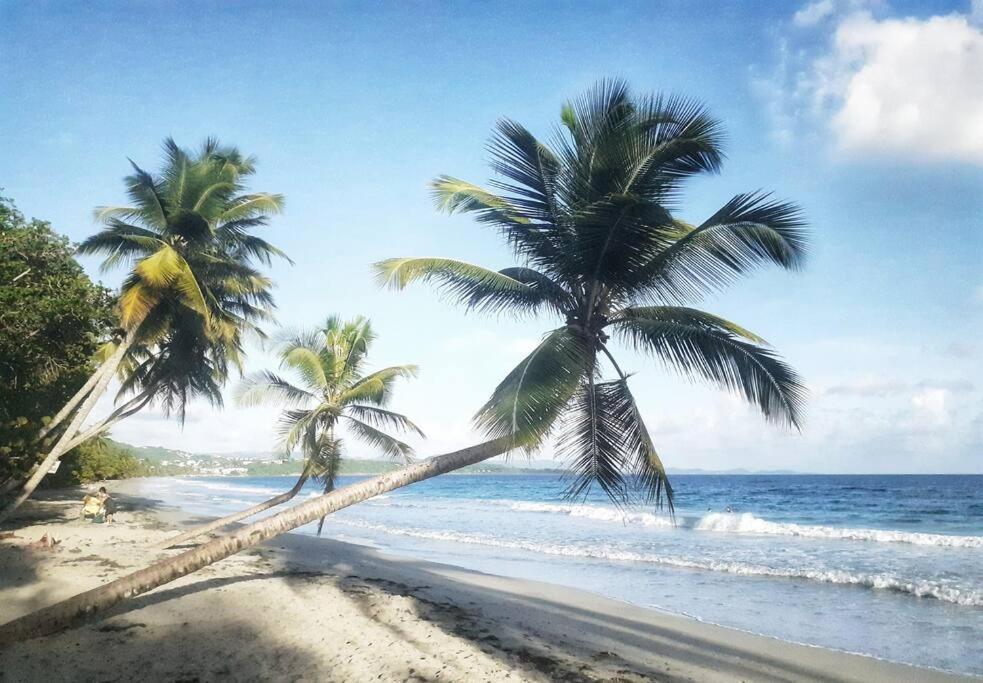 Superbe Studio, A 20 Metres De La Plage, Acces Direct Grande Plage Diamant Le Diamant Eksteriør bilde